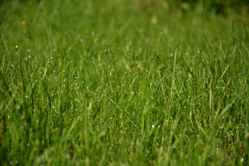background grass green lawn in the morning