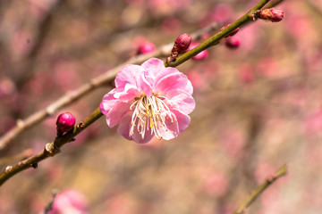 Red plum blooming in Nokogiri-mountain