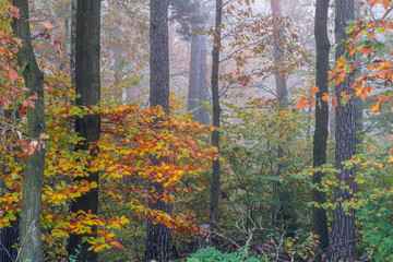 Fototapeta premium colourful leafs and mist - Farbenpracht im Nebel