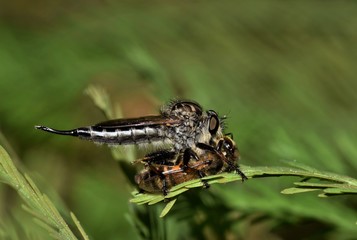 Nature's own pest controllers, Robber flies are lethal predators of the insect world and are not fussy when it comes to dinnertime, as this unlucky bee demonstrates.