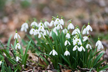 white snowdrop flowers in spring