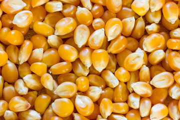 Corn for popcorn