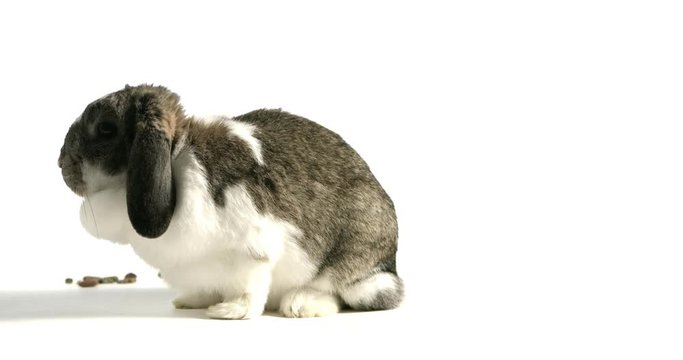 Cute lop rabbit isolated on white