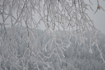 Snow crystals on tree