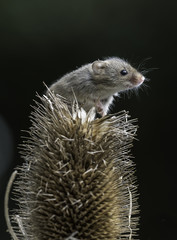 Harvest Mouse on a teasel