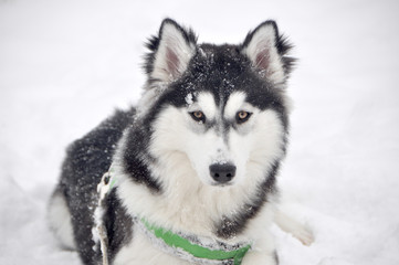 Siberian Husky