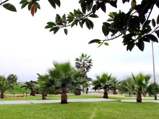 Palmenpark in der Gro&szlig;stadt 