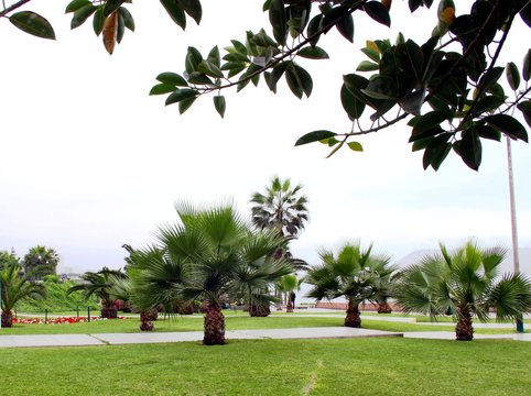 Palmenpark in der Gro&szlig;stadt 