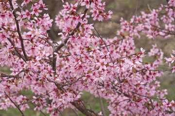 Okame flowering cherry (Prunus x  incam Okame)