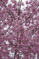 Okame flowering cherry (Prunus x incam Okame)