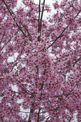 Okame flowering cherry (Prunus x  incam Okame)