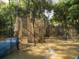 Fish net in a mangrove forest, Cambodia