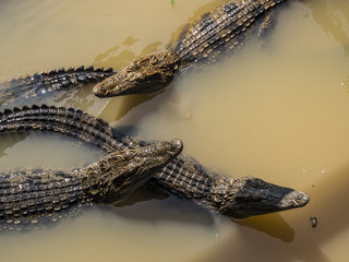 Crocodiles in Tonle Sap, Cambodia