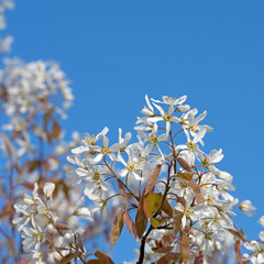 Blühende Felsenbirne, Amelanchier