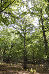 Fototapeta premium view of in an old green forest of chestnut trees in summer 