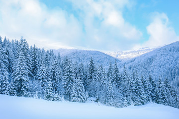 Beautiful landscape of snowy fir forest in mountain country