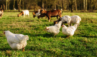 Chickens and Goats in a Field
