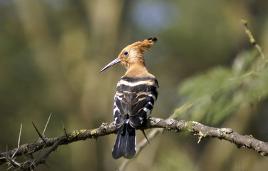 African Hoopoe in Baringo National reserve, Kenya