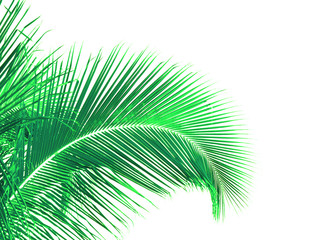 Fototapeta premium palme verte, fond blanc 