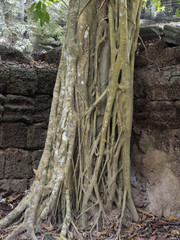Ancient trees in Angkor Wat, Cambodia