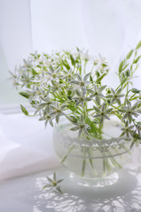 White flowers in a vase on the window. Ornithogalum.