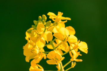 Rape blossoms telling the spring