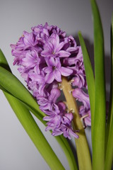 Fototapeta premium Hyacinthus orientalis