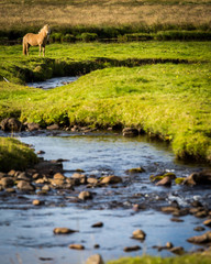 Iceland, green landscape and wild horse. Europe