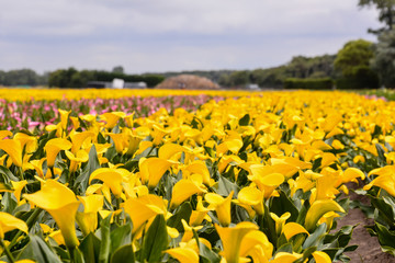 Calla garden field cultivation