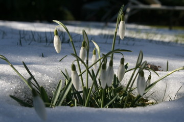 Schneeglöckchen 3