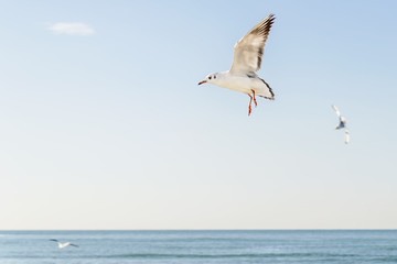 Fototapeta na wymiar Seagull flying over the sea against the sky