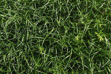 Green grass background texture. Natural background texture.