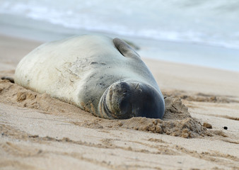 Sleeping Seal