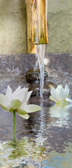 eau s'écoulant d'un bambou dans une vasque de pierre avec lotus 