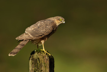 Juvenile Eurasian Sparrowhawk on a mossy log