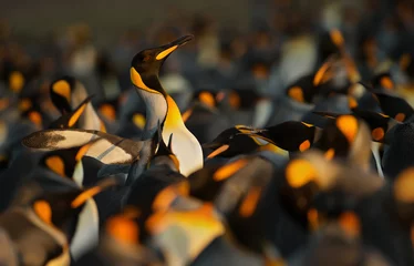Foto op Plexiglas Koningspinguïns die agressief gedrag vertonen tegenover een andere koningspinguïn © giedriius
