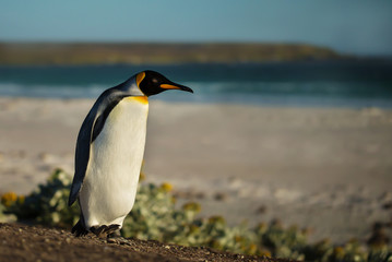 Close up of a King penguin walking on a sandy beach