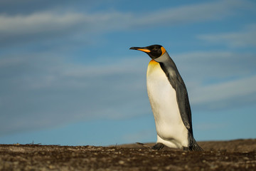 Fototapeta na wymiar Close up of a King penguin walking on a coast