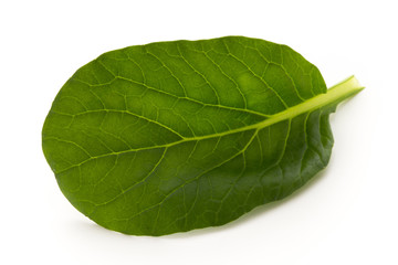 Spinach leaves close up isolated on white.