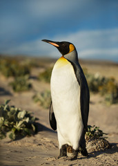 Fototapeta na wymiar Close up of a King penguin on a sandy beach