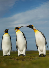 Three King penguins displaying aggressive behavior during mating season