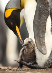 Fototapeta premium Close up of King penguin chick sitting on the feet of its parent