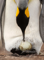 King penguin with an egg on feet waiting for it to hatch