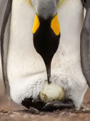 Foto op Plexiglas Koningspinguïn met een ei aan poten, wachtend tot het uitkomt © giedriius