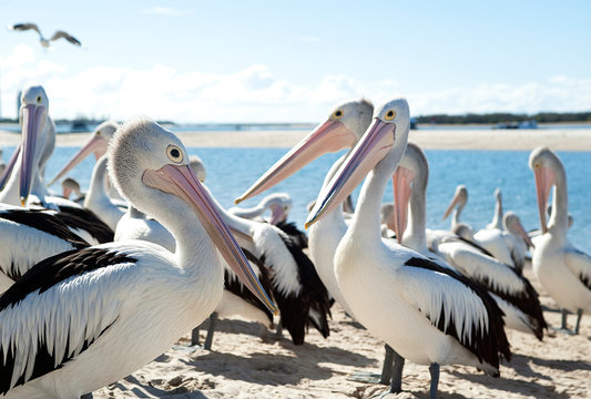 Busy time with pelicans