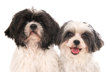 Portrait of two looking boomer dogs, side by side. On white.