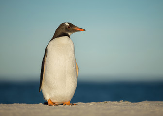 Gentoo penguin standing on a sandy beach