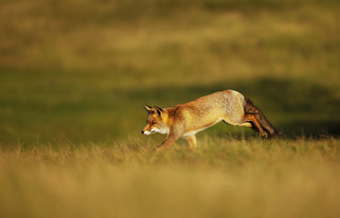 Red fox running along the field in the evening