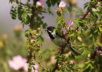 Reed bunting perching on a rose bush