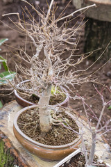 Bonsai without leaves.
